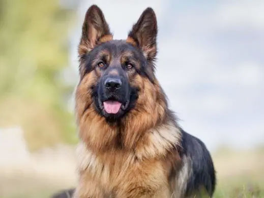 德國(guó)牧羊犬